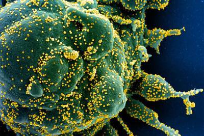 Доказано наличие длительного иммунитета после коронавируса