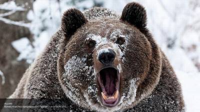 Житель Чукотки принял родственника за медведя и застрелил его