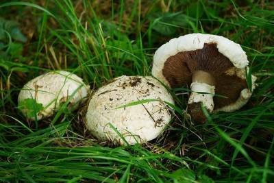Налоговая ставка для производителей грибов на Ставрополье снизится до 0%