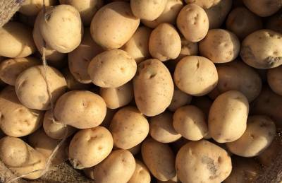 Увеличение спроса толкнуло вверх цены на картофель
