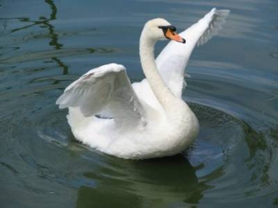 Лебедей из Патриарших прудов перевели в зимний вольер до весны