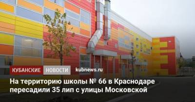 На территорию школы № 66 в Краснодаре пересадили 35 лип с улицы Московской