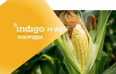 Инновационная микробиологическая обработка семян кукурузы может увеличить урожайность до 10%
