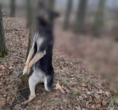 В Рязанской области неизвестный повесил собаку на дереве