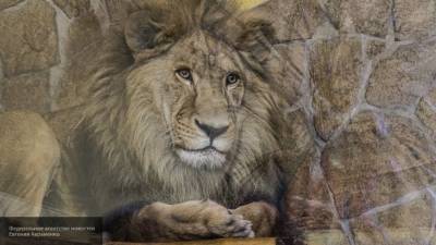 Лев напал на гиену неподалеку от туристов в парке ЮАР