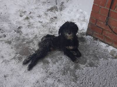 Южноуральцы спасли бездомного пса, примерзшего ко льду