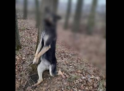 Рязанская полиция проводит проверку после обнаружения повешенной собаки