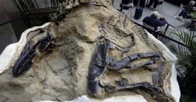 Палеонтологи изучат останки двух динозавров, переплетенных в смертельной схватке