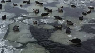 Нерпы выбрались на первый лед в Чивыркуйском заливе.