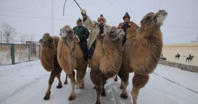 Дмитрий Комаров покажет самые масштабные зимние гонки северных верблюдов
