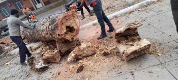 В Госкомэкологии заявили, что шесть деревьев на аллее Гагарина вырубили правильно, а одно – незаконно