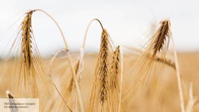 Agrarheute рассказало, чем обернулись планы РФ по введению квот на зерно