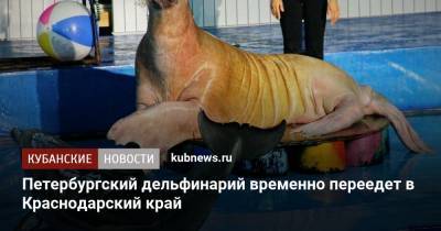 Петербургский дельфинарий временно переедет в Краснодарский край