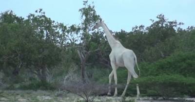 Последнего в мире белого жирафа будут охранять со спутника (видео)