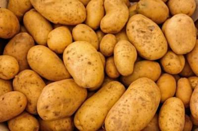 Картофель может быть опасен для здоровья: от какого стоит отказаться