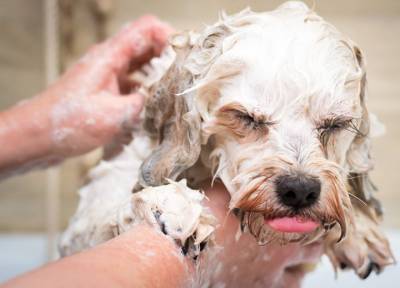 Сколько раз не вредно и нужно ли хозяйственное мыло: бабушкины мифы о мытье собак