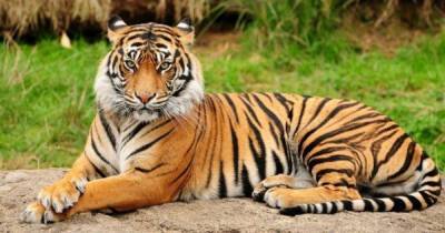 Сценарий для фильма: одинокий тигр прошел по Индии 3000 км в поисках подруги