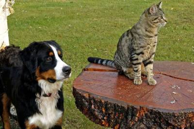 Ученые выяснили, что собаки и кошки видят в телевизоре