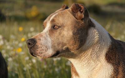 В Башкирии две бойцовские собаки загрызли до смерти своего хозяина