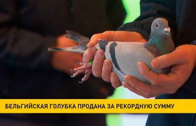 Бельгийская голубка продана за рекордную сумму