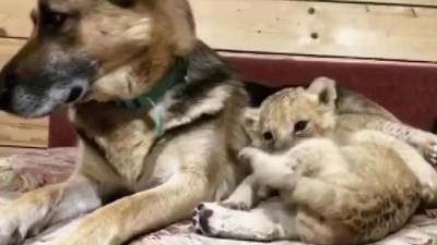 В одном из приморских зоопарков собака приняла в свою семью двух маленьких львят