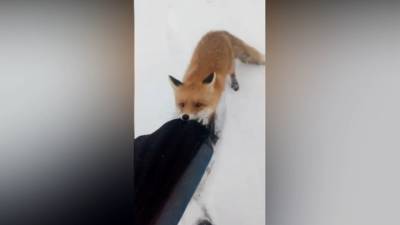 Агрессивная лиса напала на школьницу под Казанью
