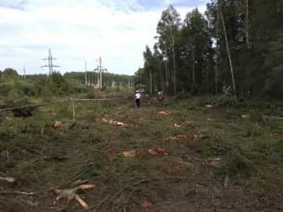 Уголовное дело по факту вырубки деревьев в Асбесте направлено в суд