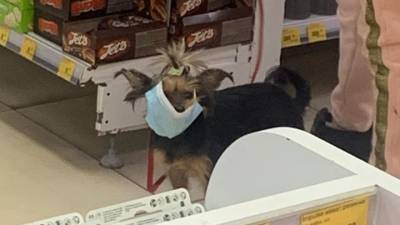Новосибирские собаки носят медицинские маски