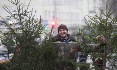 Когда начнут работать елочные базары в Гродно и сколько стоит новогоднее деревце?