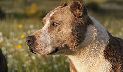 В Башкирии две бойцовские собаки загрызли своего хозяина