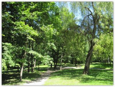 Дендрарий Гродненского аграрного университета насчитывает более 90 видов деревьев и кустарников