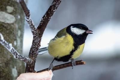 Петербуржцев призвали подкармливать птиц зимой, но только правильно