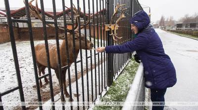РЕПОРТАЖ: Обитатели Минского зоопарка готовятся к зиме: переезжают в новые квартиры и меняют шубы