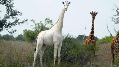 В Кении чипировали единственного на планете белого жирафа - inform-ua.info - Кения
