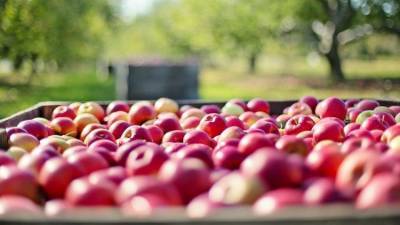 Когда Крым получит первый урожай "университетских яблок"