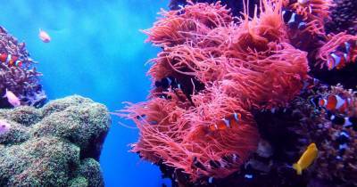 Коралловые рифы спасут с помощью генной инженерии - popmech.ru - США