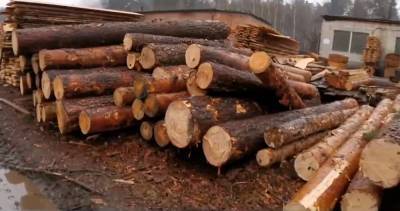 234,4 миллиона гривен за 10 месяцев: Госэкоинспекция посчитала ущерб от незаконной вырубки лесов