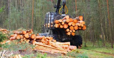 Андрей Малеванный призывает увеличить штрафы, чтобы остановить "черных лесорубов": "Госэкоинспекция уже имеет ряд наработок"