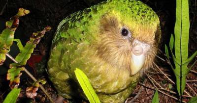 Победителем конкурса "Птица года" в Новой Зеландии стал вид попугаев, которые единственные в мире не умеют летать