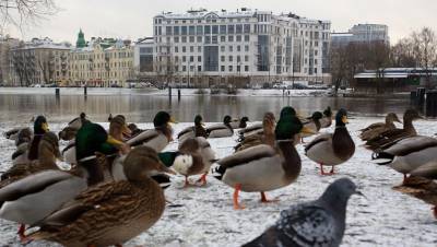 Петербуржцев попросили не кормить птиц острым и копчёным