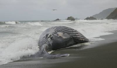 Шторм на Камчатке выбросил на берег 19-метрового кита-гиганта