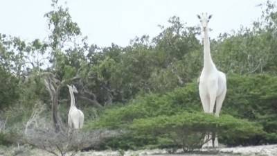 Как с помощью GPS-трекера от браконьеров спасают единственного в мире белого жирафа: фото