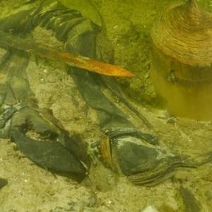 В озере в Литве нашли останки воина времен Средневековья. Фото