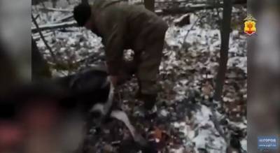 В лесах Ибресинского района поймали браконьера в крови: "Не удержался и выстрелил"
