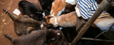 Новосибирские волонтеры вызволили 80 кошек из квартиры местной пенсионерки