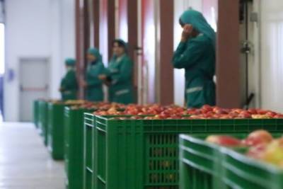 Крупнейший садоводческий комплекс Ингушетии зарегистрирует новые сорта яблок