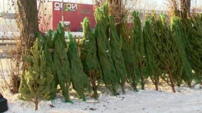 В Пензе в декабре откроются 70 елочных базаров