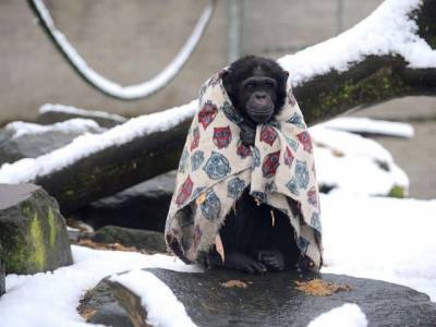 Челябинский зоопарк объявил сбор пледов для обезьян