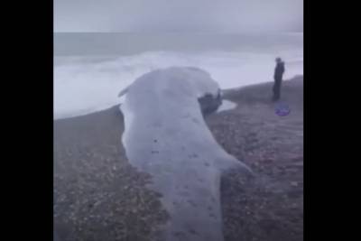 Появилось видео, как на Камчатке выбросился на берег гигантский кит