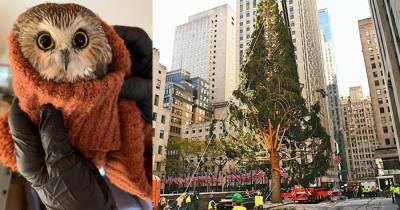 Голодный совенок оказался заложником рождественской елки в Нью-Йорке